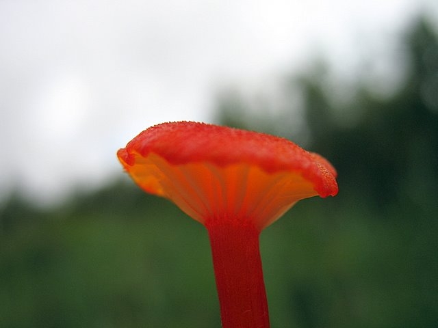 2007 07 Marais du Cerisaie 08